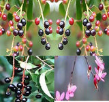 Prunus serotina (Black Cherry, Wild Cherry, Wild Black Cherry)