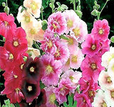 Alcea rosea Hollyhock, Single Mixed