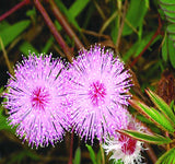 Mimosa pudica (Sensitive Plant)