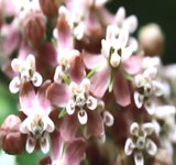 ASCLEPIAS syriaca (Common Milkweed)