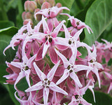 ASCLEPIAS speciosa (Showy Milkweed)