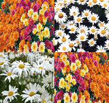 Chrysanthemum Species Mixed