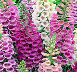 Digitalis purpurea 'Excelsior Mix' (Foxglove, Mixed - Excelsior Mix)