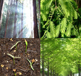 Metasequoia glyptostroboides (Dawn Redwood)
