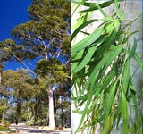 Eucalyptus Corymbia citriodora (Lemon-Scented Gum, Blue Spotted Gum, Lemon Eucalyptus)