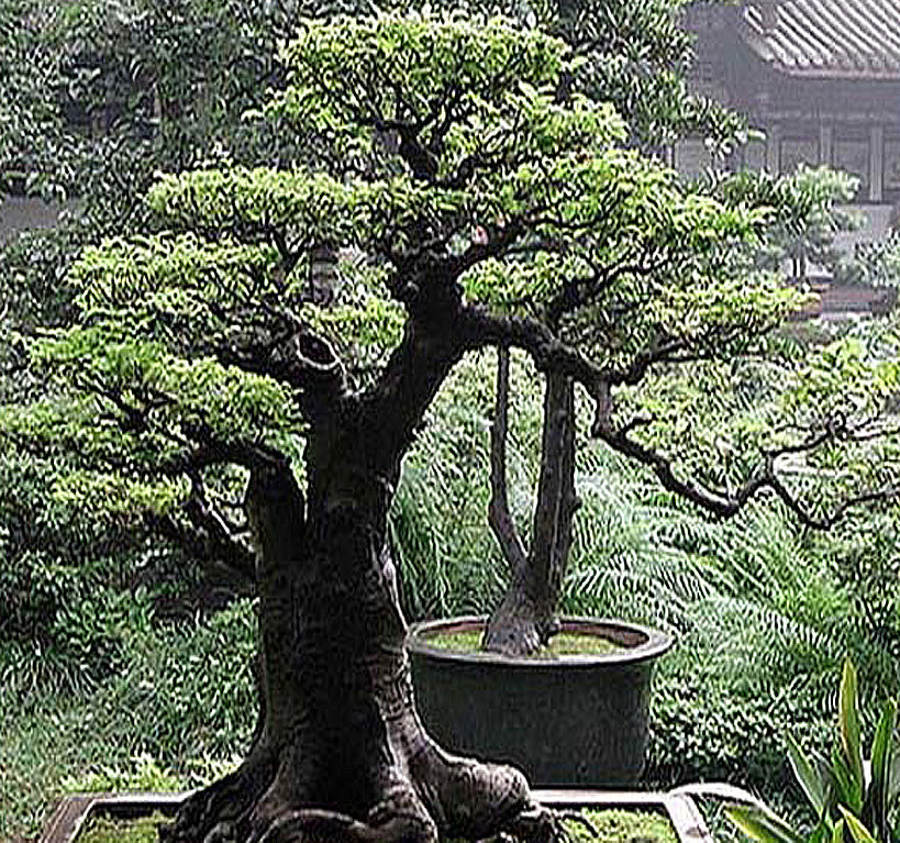 japanese red pine bonsai tree Pinus densiflora (Japanese Red Pine)