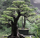 Pinus densiflora (Japanese Red Pine)