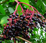 Sambucus nigra (European Black Elderberry)