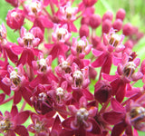 ASCLEPIAS incarnata (Swamp Milkweed)