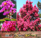 Lagerstroemia indica (Crape myrtle, Common Crapemyrtle)