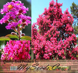 Lagerstroemia indica, Mixed (Crape myrtle, Common Crapemyrtle)