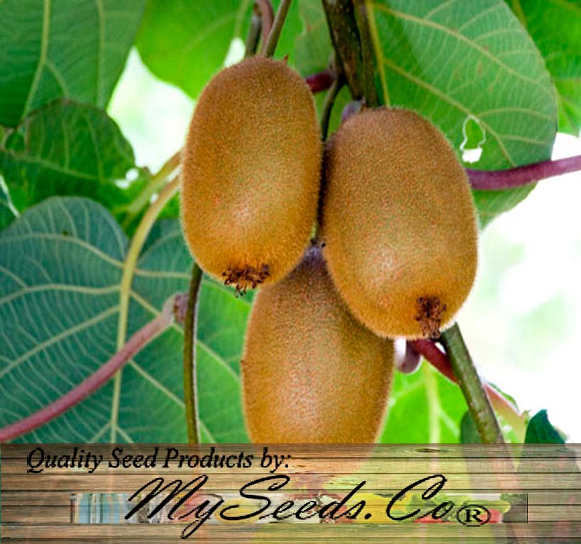 100 Seeds KIWI FRUIT Kiwi Actinidia Vine Seeds (Kiwifruit / Hardy Kiwi /  Chinese Gooseberry / Chinese Strawberry) 