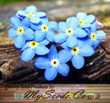 Myosotis sylvatica (Forget-Me-Not, French Forget Me Not)