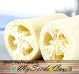 Luffa Sponge Gourd (Luffa cylindrica)