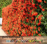 Pyracantha coccinea c.s. (Scarlet Firethorn)