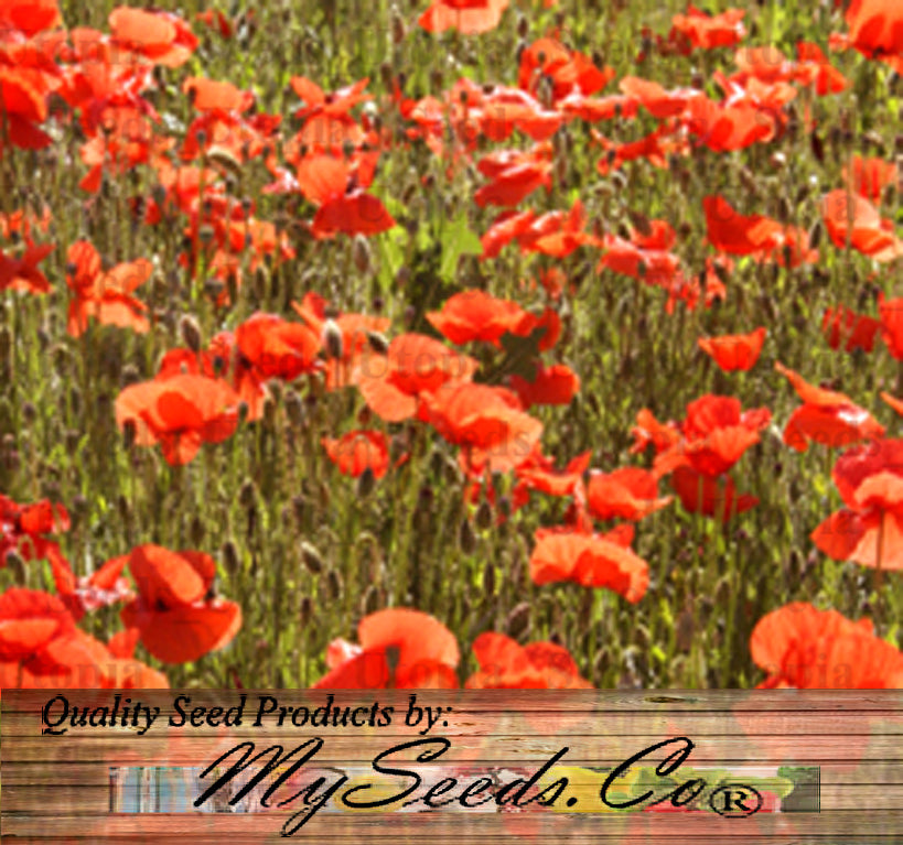 Red Poppy Seeds, Papaver rhoeas