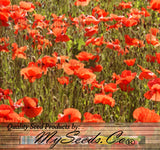 PAPAVER rhoeas (Corn Poppy, Red)