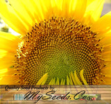 HELIANTHUS Annuus Grey Stripe (Sunflower, Grey Stripe)