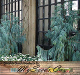 Cupressus darjeelingensis  (Kashmir Cypress, Himalayan Cypress, Darjeeling Weeping Cypress, Hesperocyparis cashmeriana)
