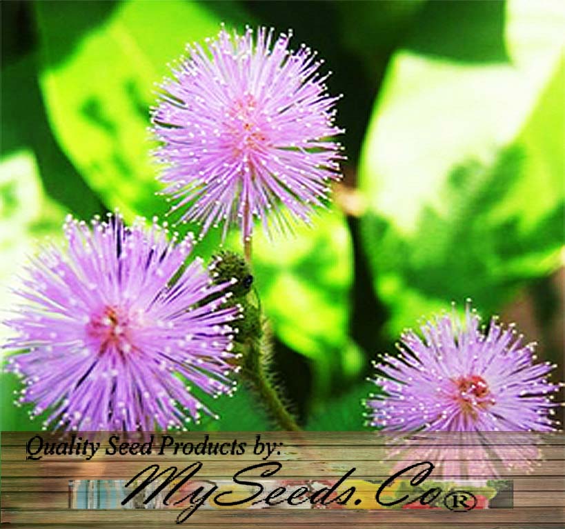 eden brothers mimosa seeds sensitive plant Mimosa pudica (Sensitive Plant) 0.25 oz (~1100 Seeds)