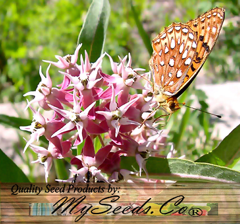 ASCLEPIAS speciosa (Showy Milkweed)