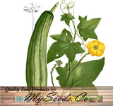 Luffa Sponge Gourd (Luffa cylindrica)