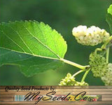 Morus alba (White Mulberry)