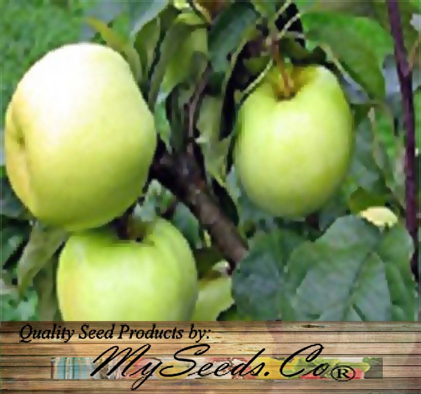 Malus pumila (Paradise Apple, Red Delicious Apple) – MySeedsCo