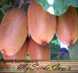 Actinidia chinensis (Chinese Kiwi, Chinese Gooseberry, Kiwi-Berry, Yang-Tao)