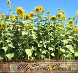 HELIANTHUS Annuus Grey Stripe (Sunflower, Grey Stripe)