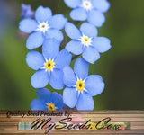 Myosotis sylvatica (Forget-Me-Not, French Forget Me Not)