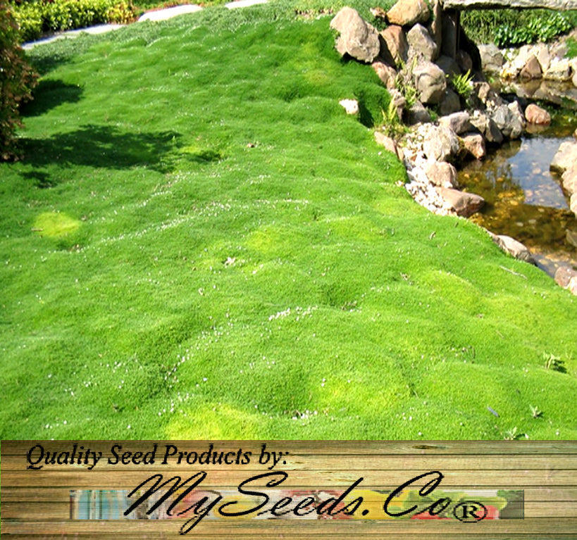 moss seed plants Sagina Subulata (Irish Moss) (5,000 Raw Seeds per Pack) 1 Pack