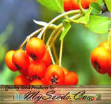 Pyracantha coccinea c.s. (Scarlet Firethorn)