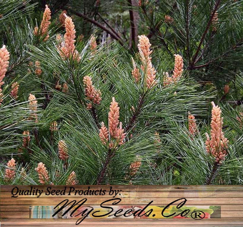Pinus densiflora (Japanese Red Pine)