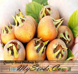 Mespilus germanica (Medlar, Showy Mespilus)