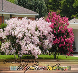 Lagerstroemia indica, Mixed (Crape myrtle, Common Crapemyrtle)