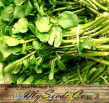 Cress, True Watercress (Nasturtium officinalis)