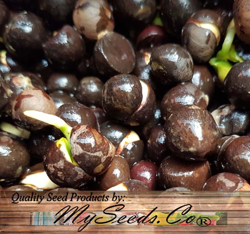 seeds for tea plants Germinated Seeds of Camellia sinensis (Tea, Tea Plant, Tea Camellia)
