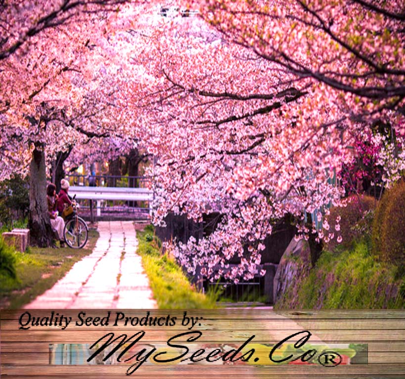 Cherry blossom tree shop seeds
