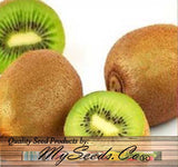 Actinidia chinensis (Chinese Kiwi, Chinese Gooseberry, Kiwi-Berry, Yang-Tao)