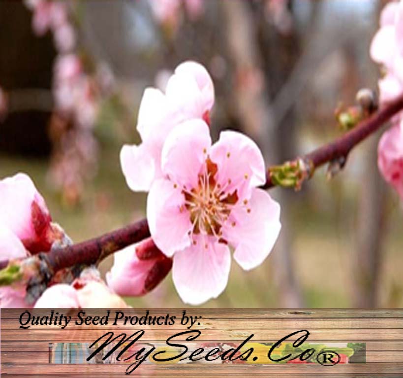 thumbnail image 2 of Nemaguard Peach Seeds (Prunus Persica Nemaguard) – Fast Growing, Hardy, Edible, Showy 2 of 6