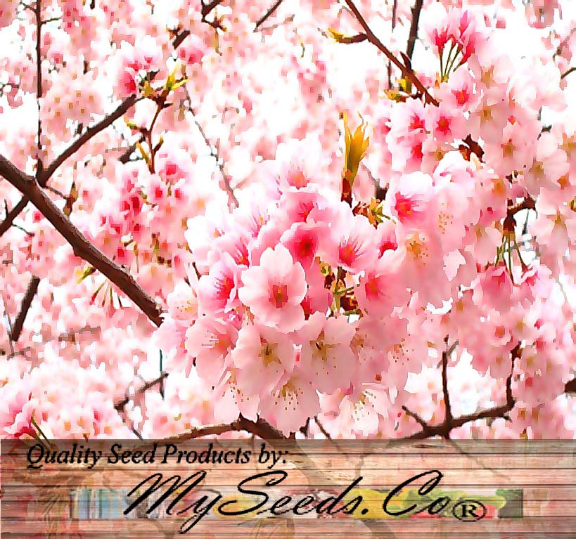 sakura plant seeds Prunus serrulata (Japanese Flowering Cherry, Sakura, Hill Cherry, Oriental Cherry, East Asian Cherry) Trial Packet Size (~ 20 Seeds)