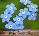 Myosotis sylvatica (Forget-Me-Not, French Forget Me Not)