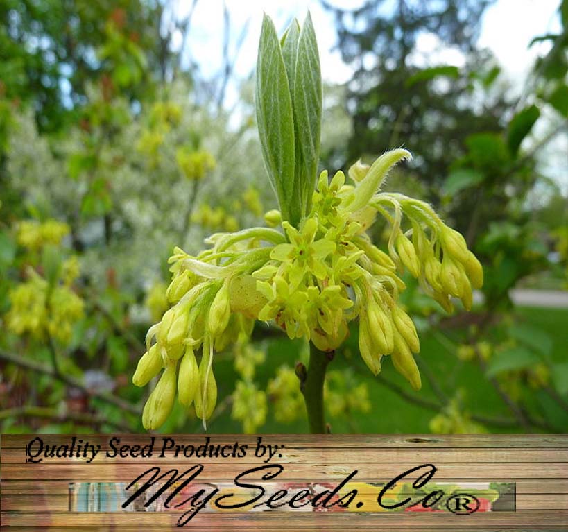 sassafras plant seeds Sassafras albidum (Sassafras) 0.25 oz (~ 75 Seeds)