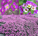 LOBULARIA Maritima 'Royal Carpet' (Sweet Alyssum, Dwarf Purple - Royal Carpet)