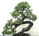 Pinus thunbergii (Japanese Black Pine)