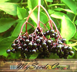 Sambucus Canadensis (American Elderberry)