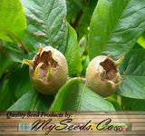 Mespilus germanica (Medlar, Showy Mespilus)