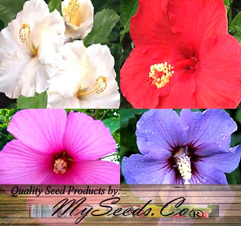 rose of sharon hibiscus seeds Hibiscus syriacus (Rose Of Sharon, Rose Of Althea) 1/4 lb (~4800 Seeds)