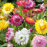 HELICHRYSUM bracteatum (Strawflower, Tall Mixed)